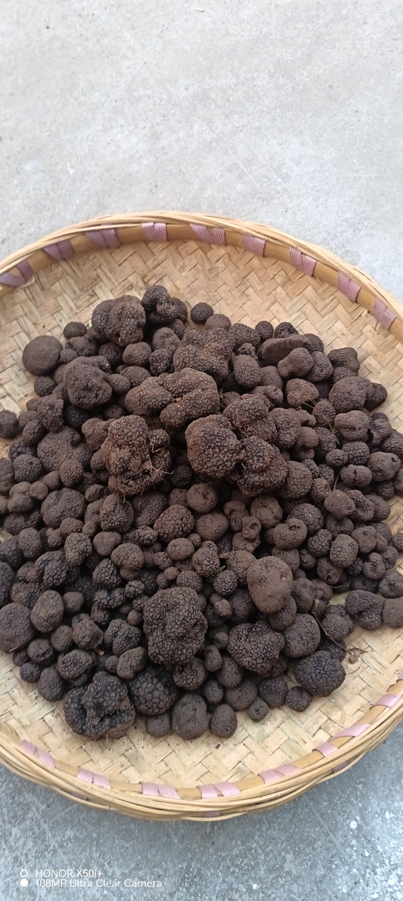 贵州毕节大方黑松露