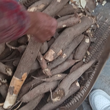 河源土生土长水果木薯