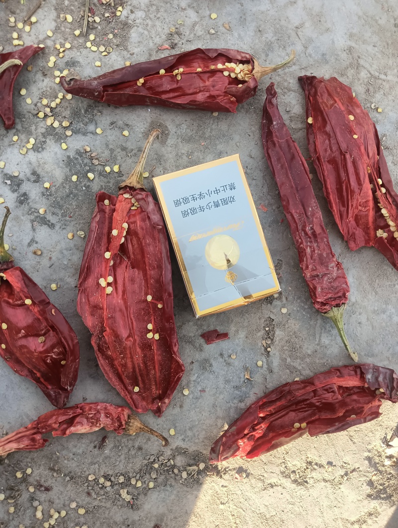 红龙23辣椒