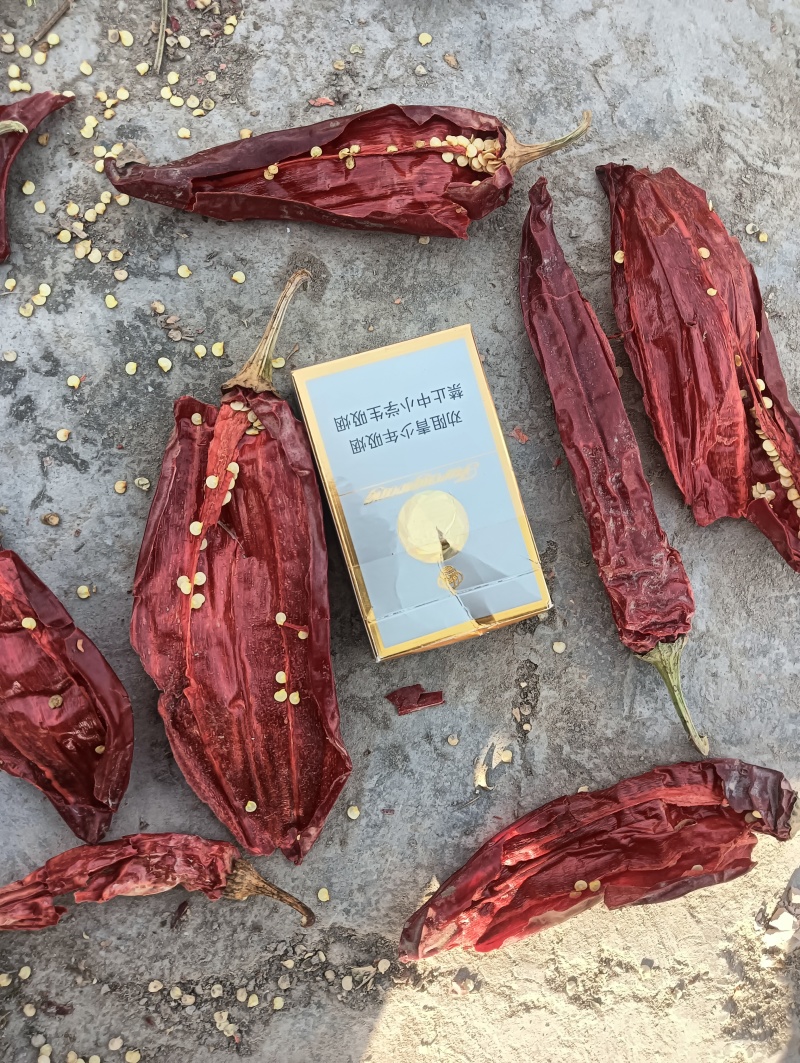 红龙23辣椒