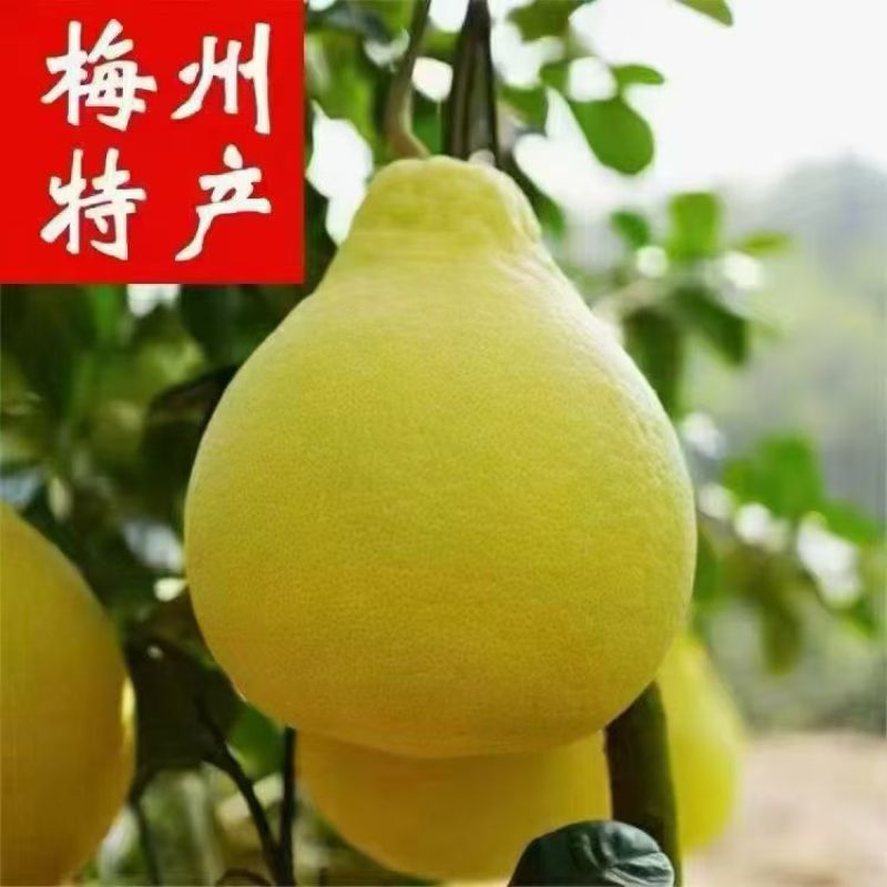 梅州正宗高山老树沙田柚