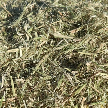 粉碎沙打旺