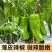 蔬菜苗