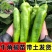 蔬菜苗