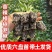 蔬菜苗