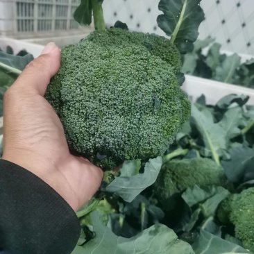 精品西兰花