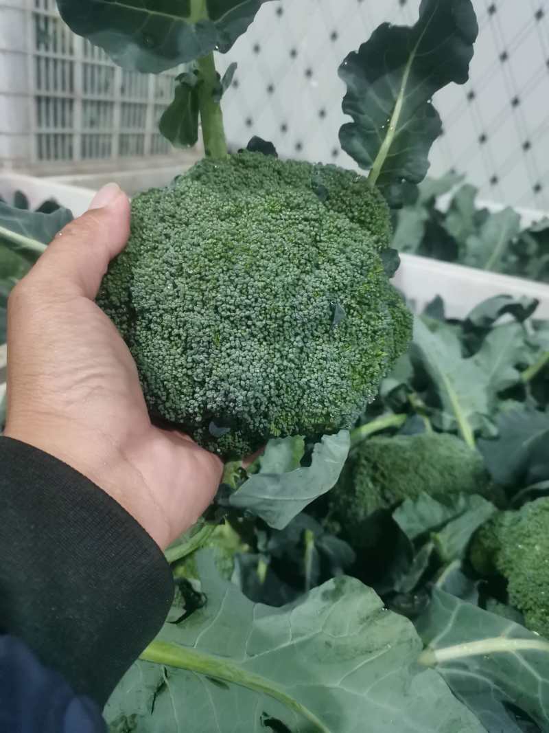 精品西兰花