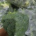 精品西兰花