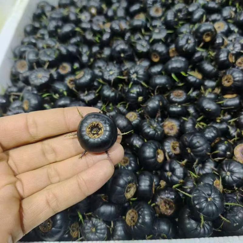 红果参高档水果含多种营养元素60g起