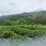 昭平红茶