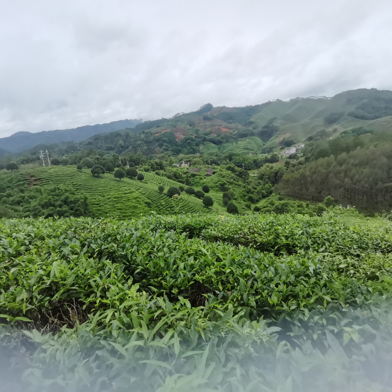 昭平红茶