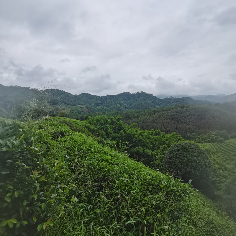 昭平红茶
