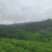 昭平红茶