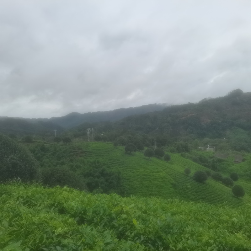 昭平红茶
