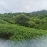 昭平红茶