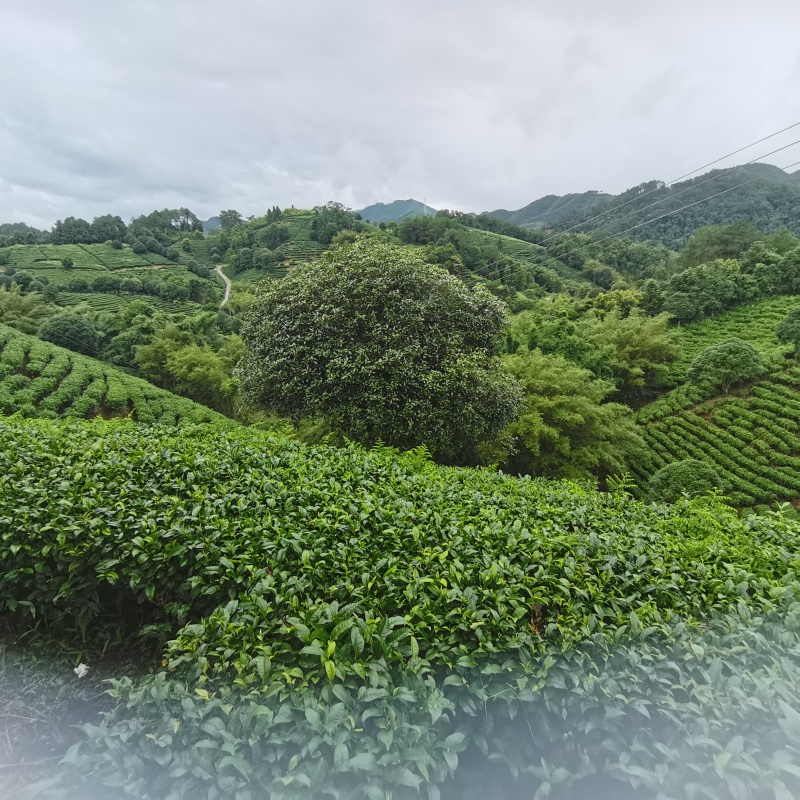 昭平红茶