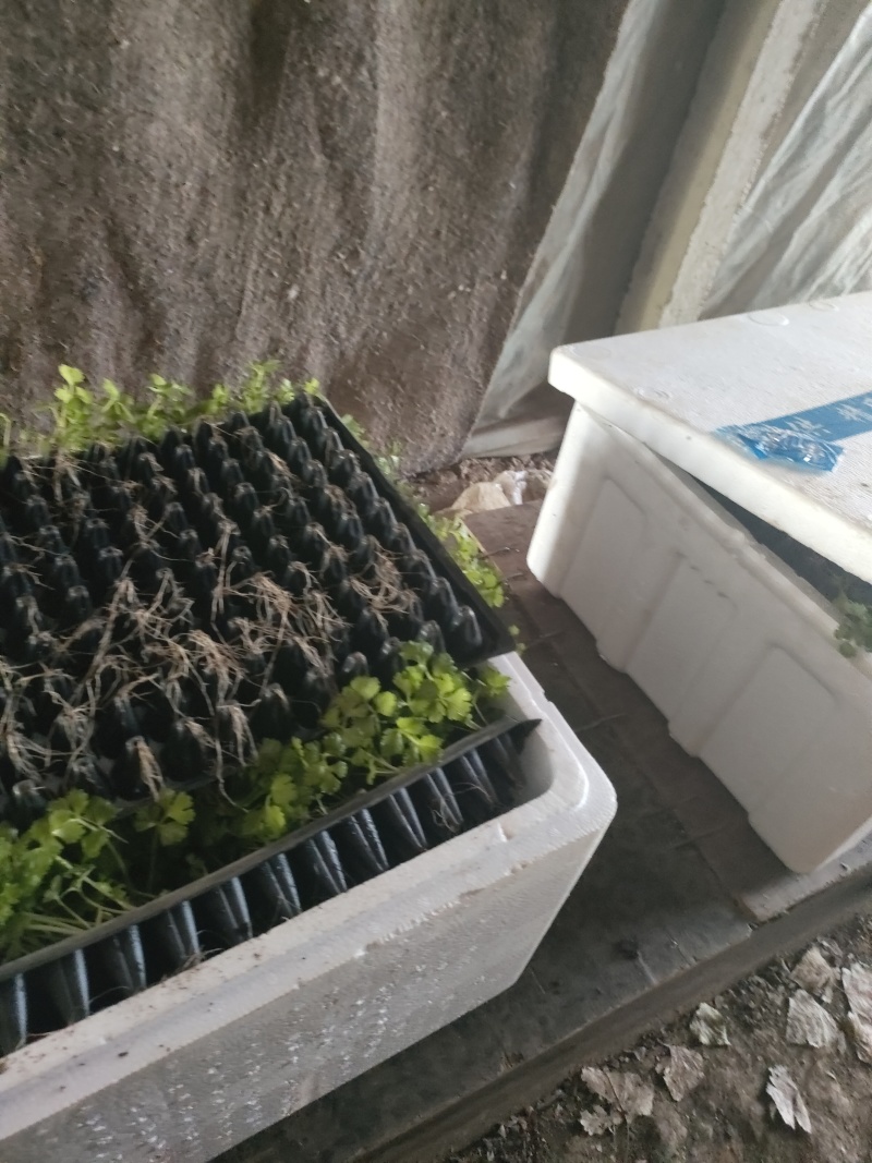优质芹菜苗穴盘地拔种苗基地全国直发