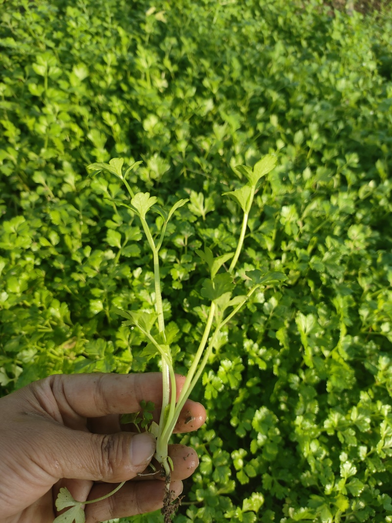 优质芹菜苗穴盘地拔种苗基地全国直发