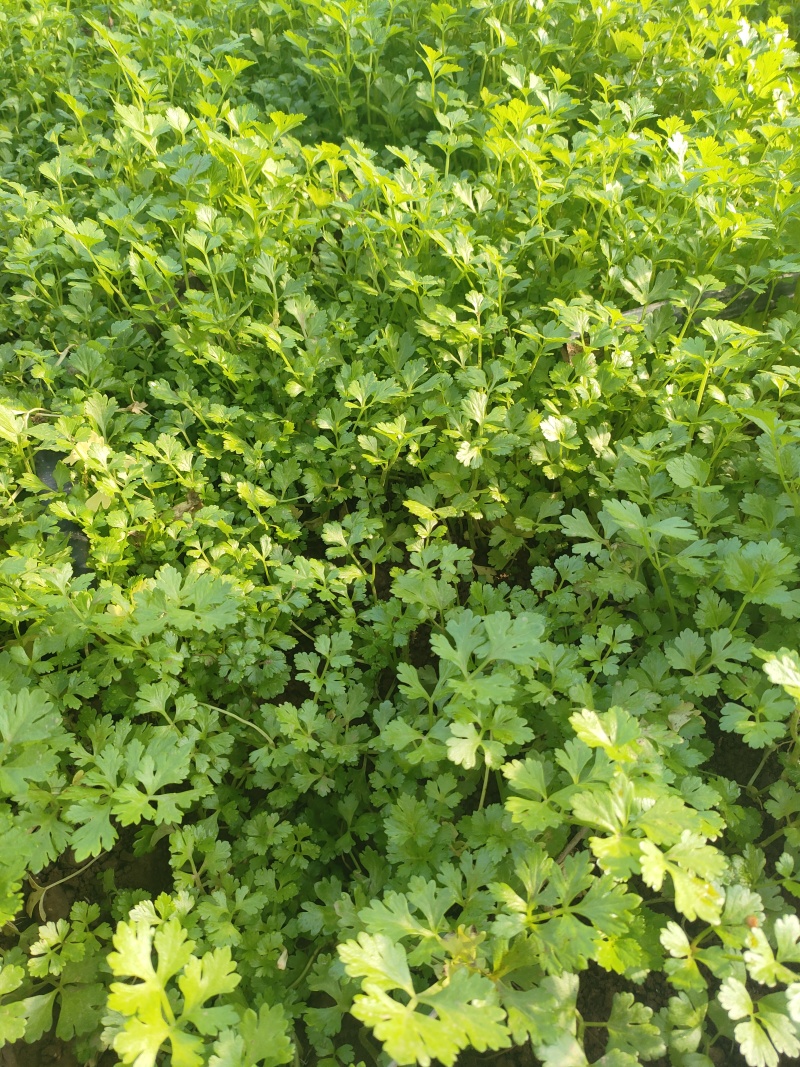 优质芹菜苗穴盘地拔种苗基地全国直发