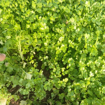 优质芹菜苗穴盘地拔种苗基地全国直发