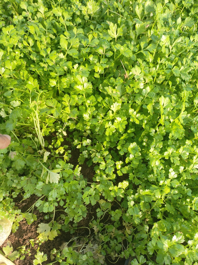 优质芹菜苗穴盘地拔种苗基地全国直发