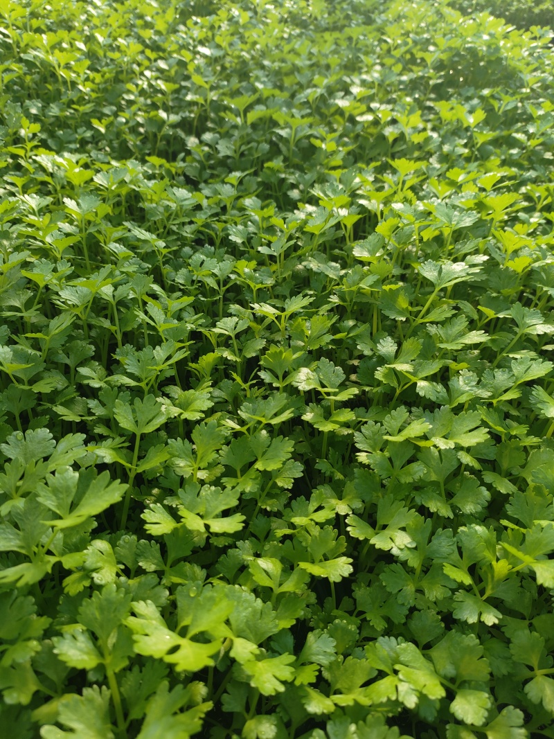 优质芹菜苗穴盘地拔种苗基地全国直发