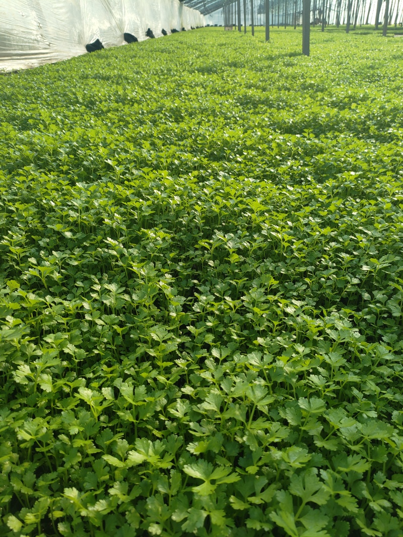 优质芹菜苗穴盘地拔种苗基地全国直发
