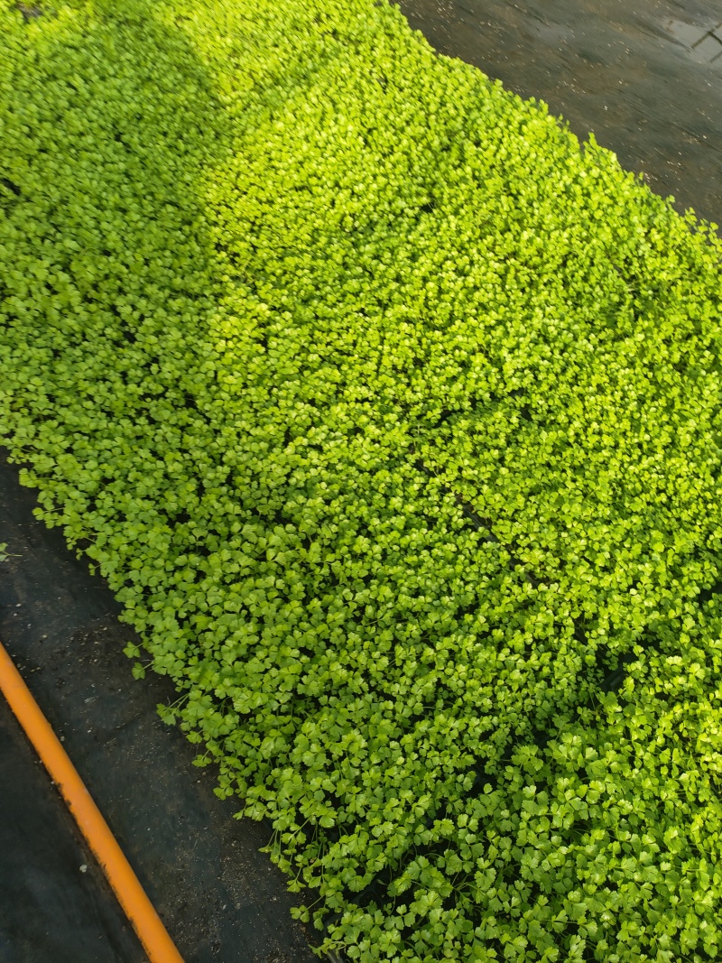 优质芹菜苗穴盘地拔种苗基地全国直发