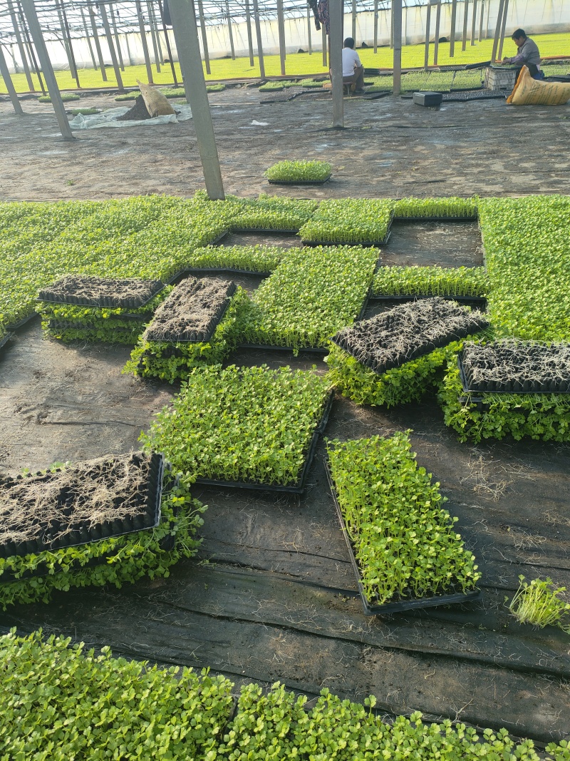 优质芹菜苗穴盘地拔种苗基地全国直发
