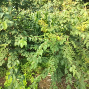 暴马丁香树