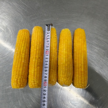 一等速冻糯玉米穗（糯九）