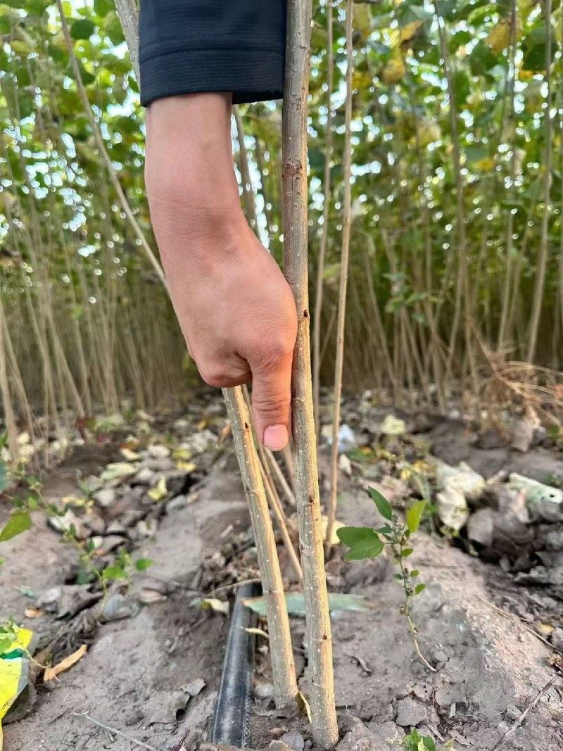 当年生杨树苗，1.5米以上