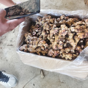 广西白口大肉姜