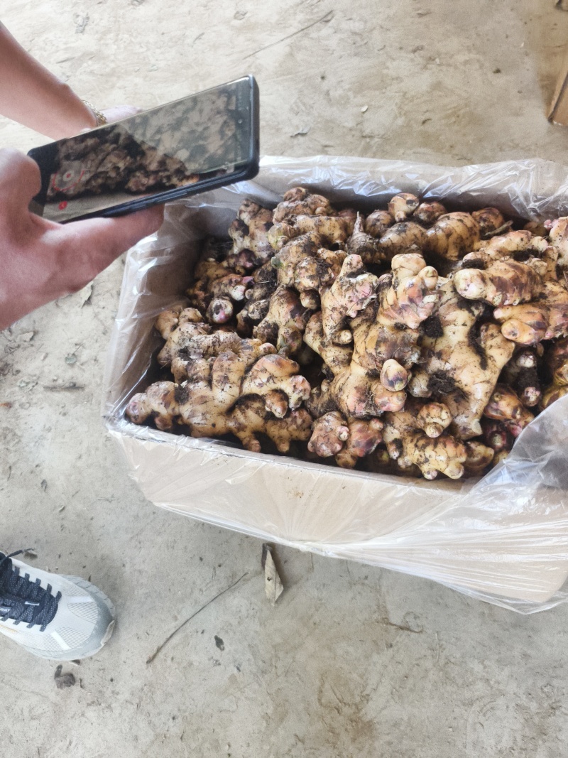 广西白口大肉姜