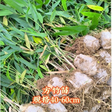 方竹苗