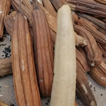干丝瓜瓤