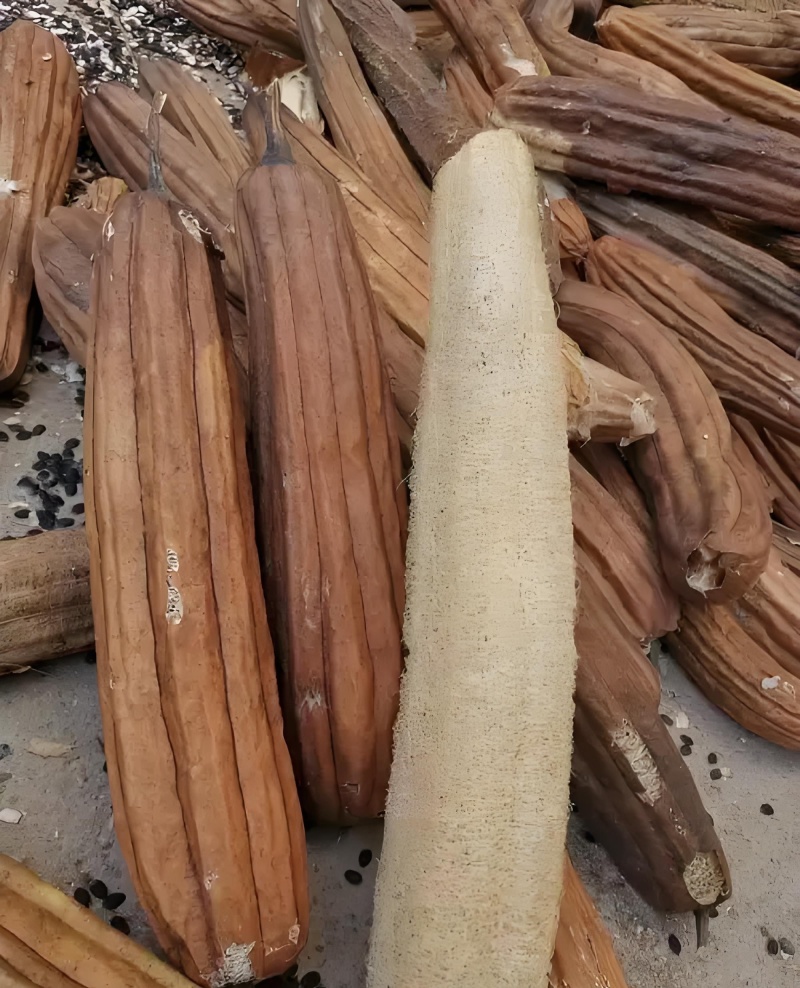 干丝瓜瓤