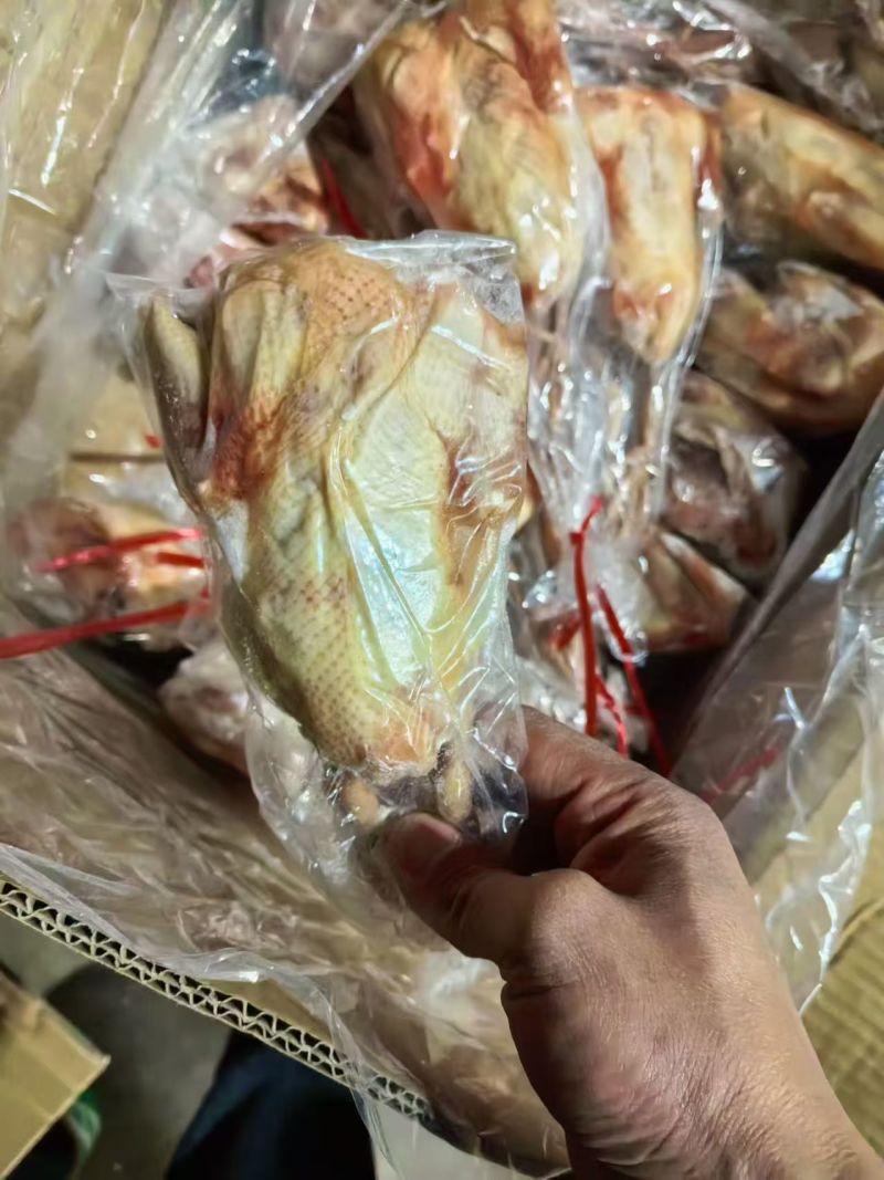 原粮7量鸽子8000只