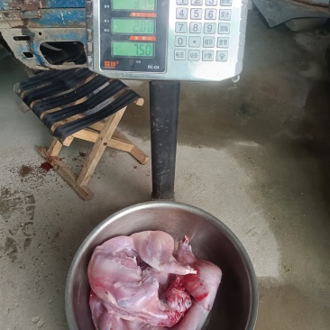 自家散养现剥兔肉