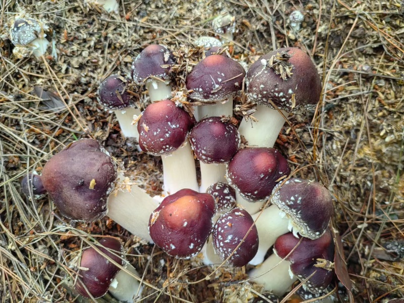 新鲜赤松茸（预售）