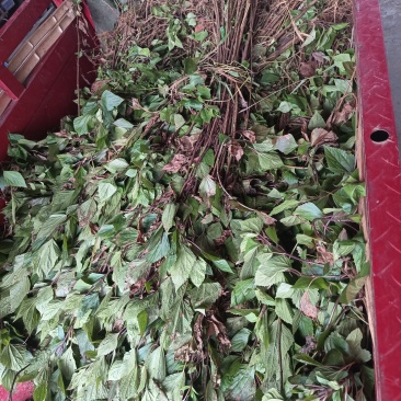 紫茎泽兰，飞机草