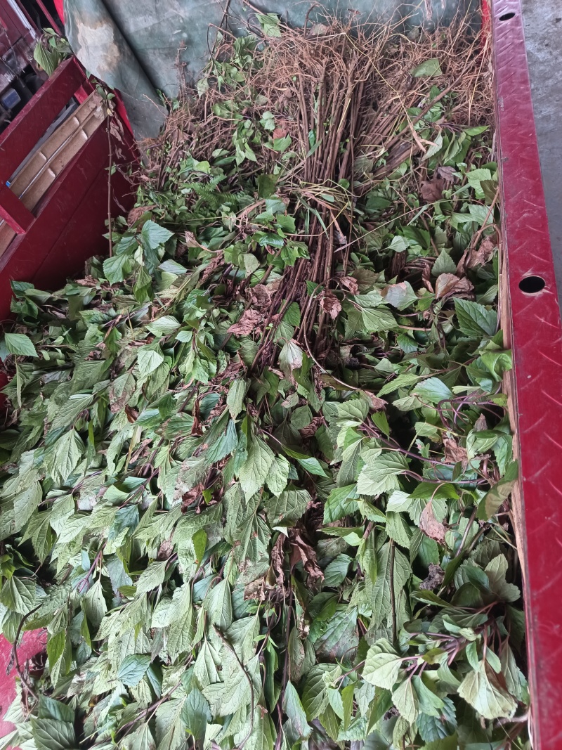 紫茎泽兰，飞机草