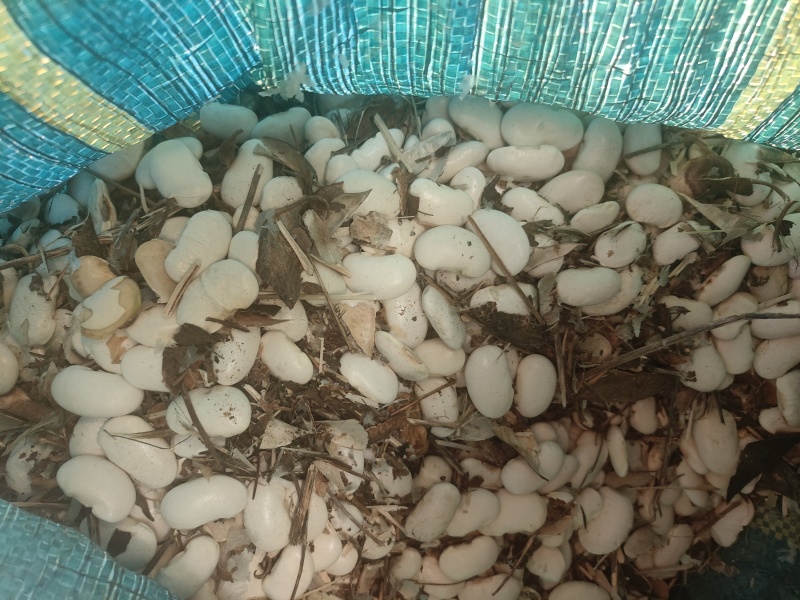 白芸豆