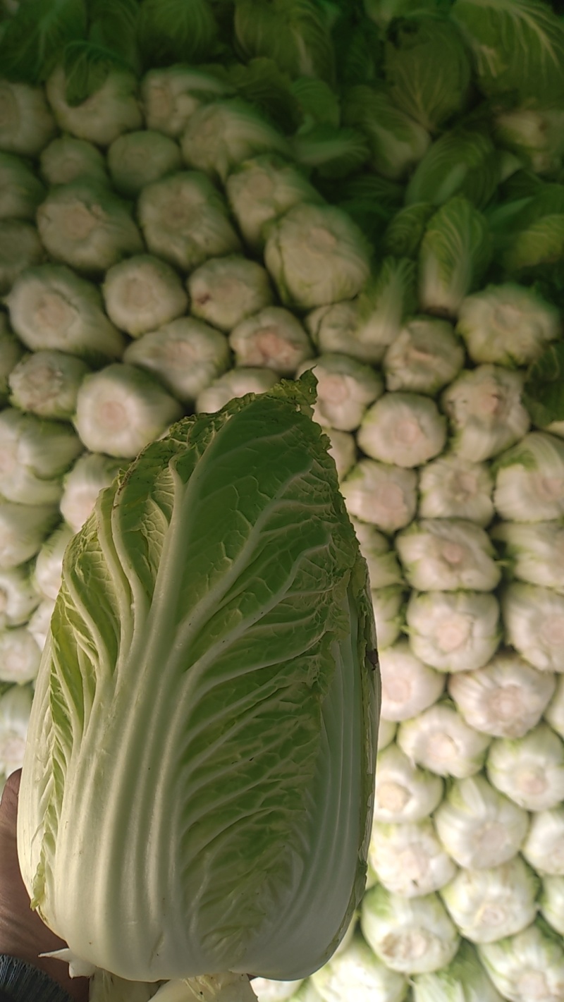黄心大白菜