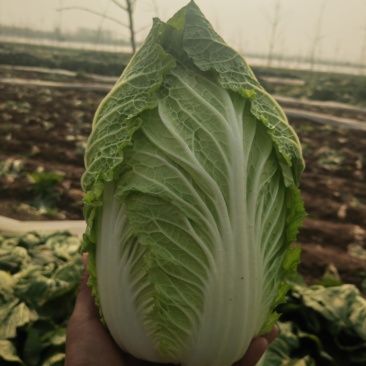 黄心大白菜