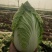 黄心大白菜