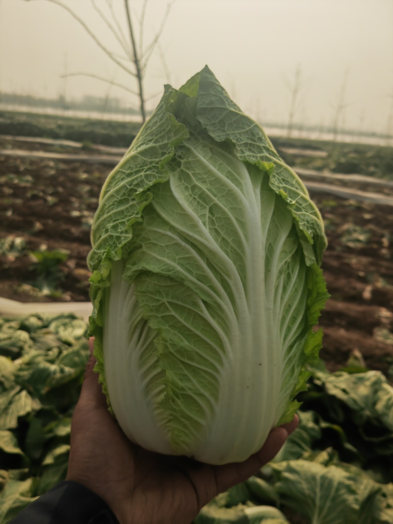 黄心大白菜