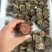 鹿茸粉鹿乡镇梅花鹿茸粉干鹿茸批发煲汤正品鹿茸粉鹿场直发