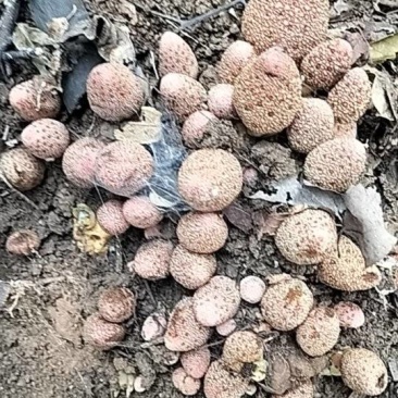 新鲜野生蛇菰