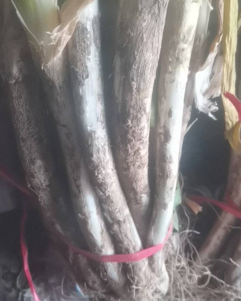 滑县大葱
